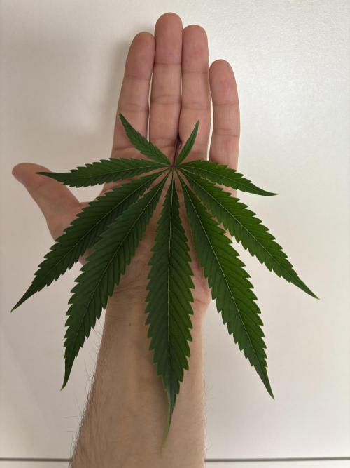 New Money Compound Genetics. Week 10