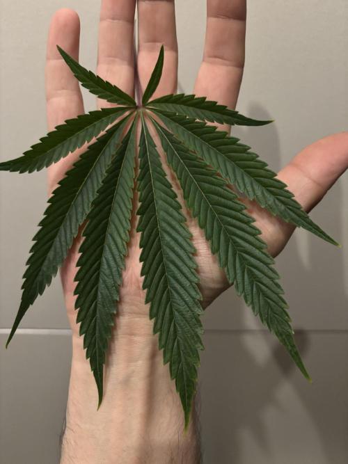 New Money Compound Genetics. Week 10