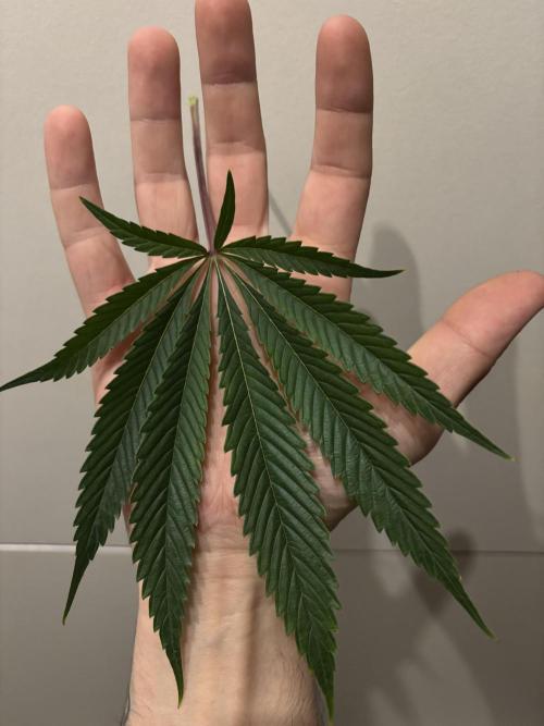 New Money Compound Genetics. Week 10