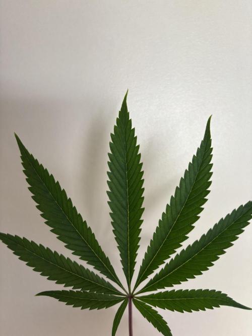 New Money Compound Genetics. Week 10