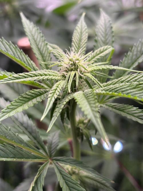 New Money Compound Genetics. Week 9