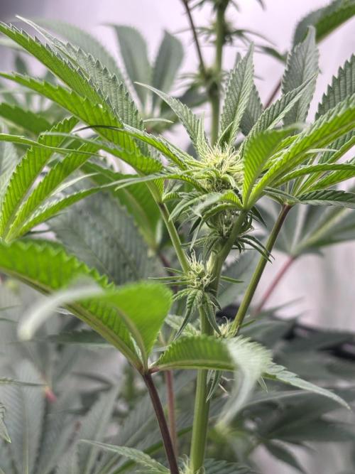 New Money Compound Genetics. Week 9
