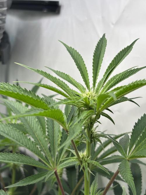 New Money Compound Genetics. Week 9
