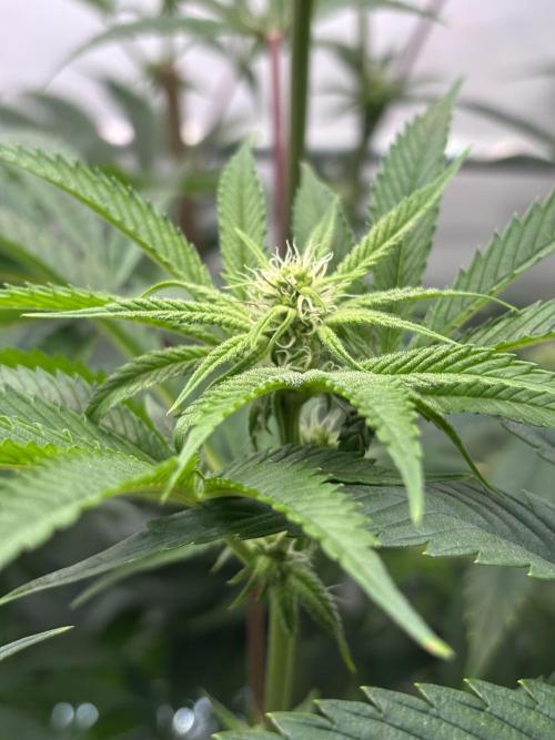 New Money Compound Genetics. Week 9
