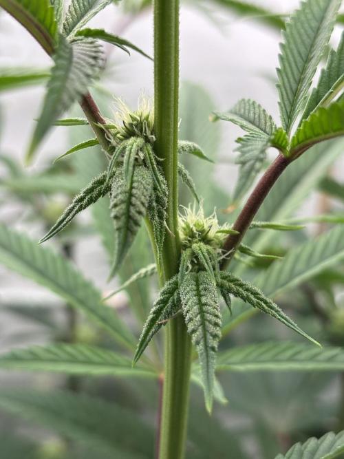 New Money Compound Genetics. Week 9