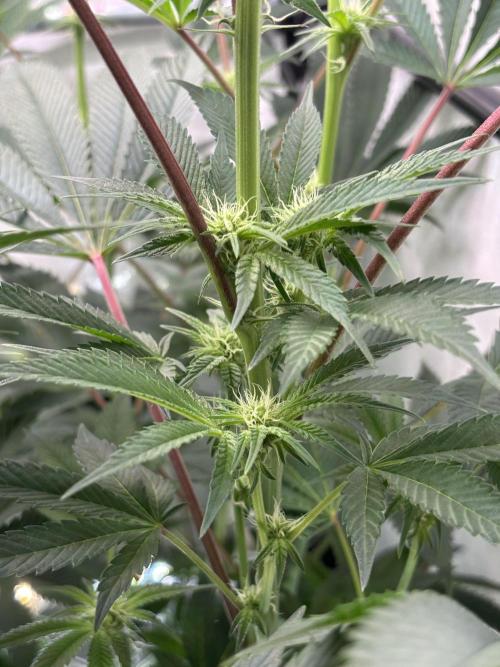 New Money Compound Genetics. Week 9
