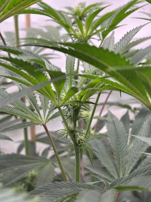 New Money Compound Genetics. Week 9