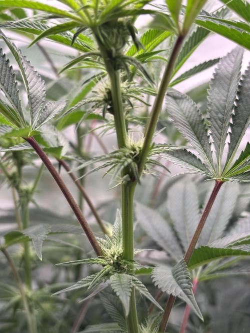 New Money Compound Genetics. Week 9