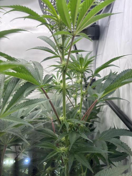 New Money Compound Genetics Flo/IWH. Week 11