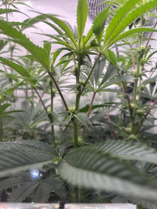 New Money Compound Genetics Flo/IWH. Week 11