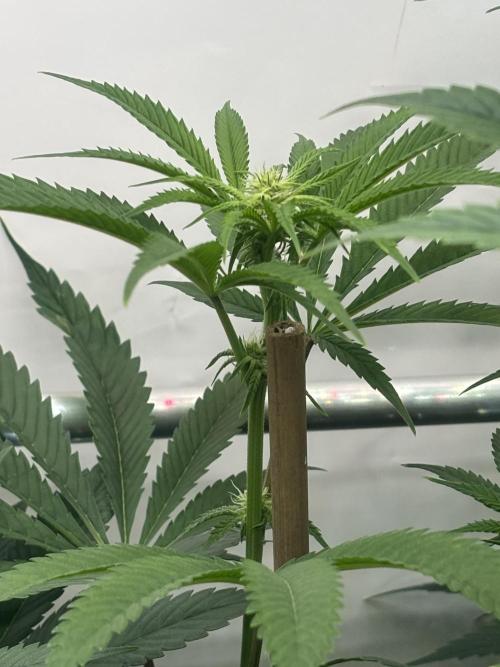 New Money Compound Genetics Flo/IWH. Week 11