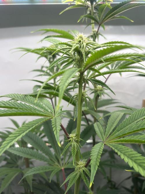 New Money Compound Genetics Flo/IWH. Week 11