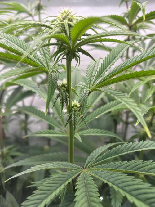 New Money Compound Genetics Flo/IWH. Week 11