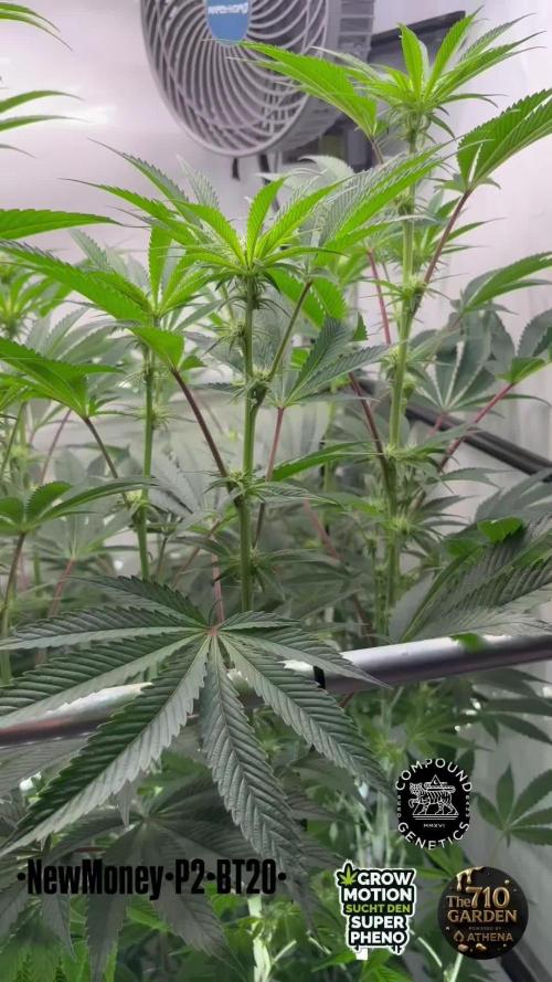 New Money Compound Genetics