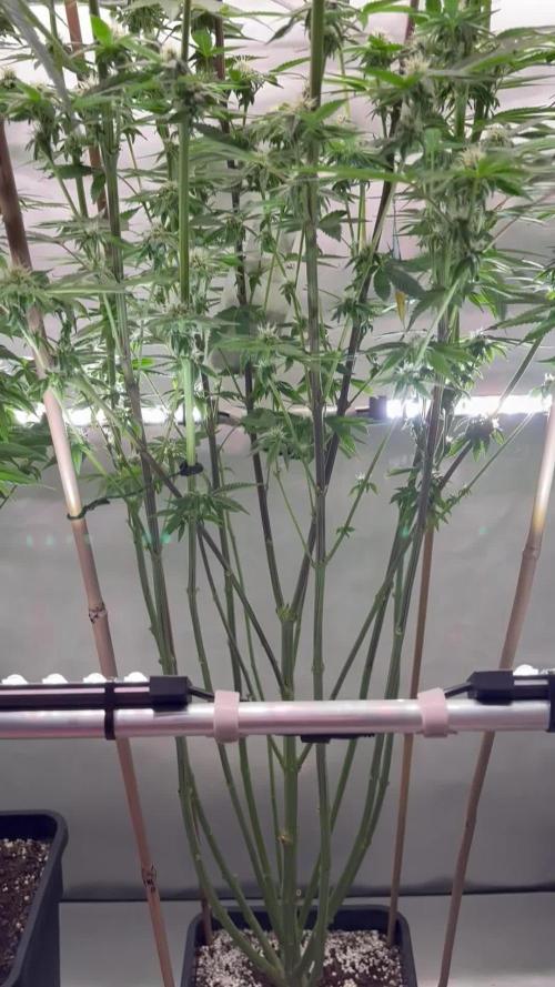 New Money Compound Genetics