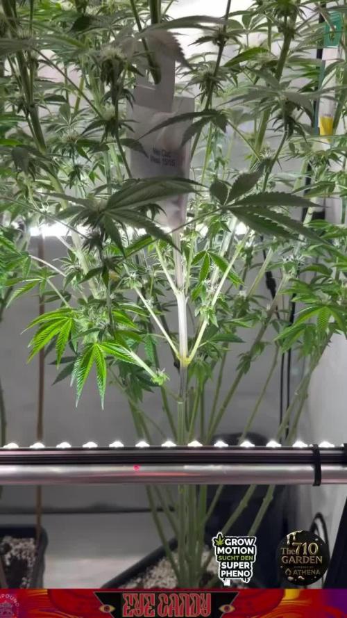 New Money Compound Genetics