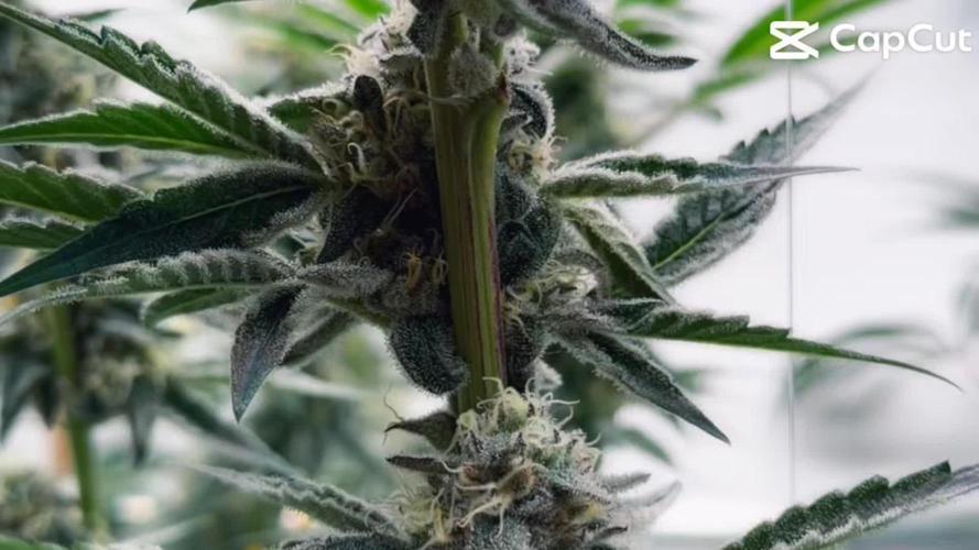 New Money Compound Genetics