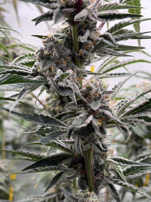 New Money Compound Genetics Flo/IWH. Week 16