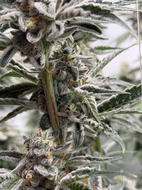 New Money Compound Genetics Flo/IWH. Week 16