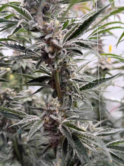 New Money Compound Genetics Flo/IWH. Week 16