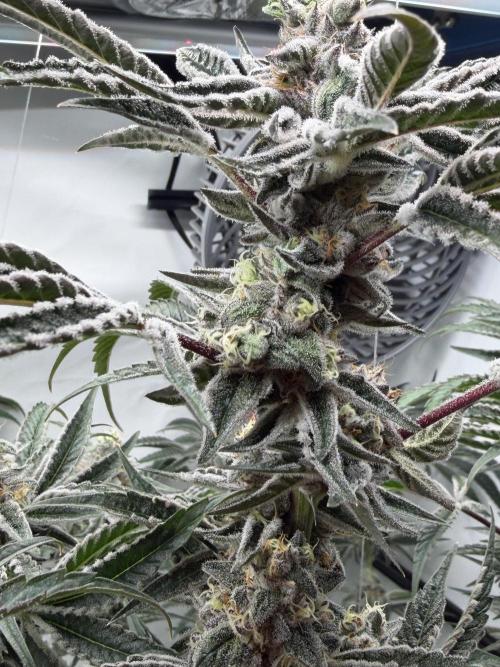 New Money Compound Genetics Flo/IWH. Week 16