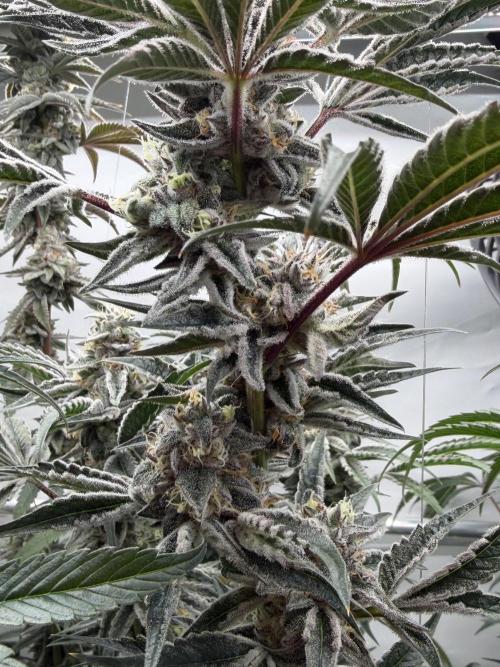 New Money Compound Genetics Flo/IWH. Week 16