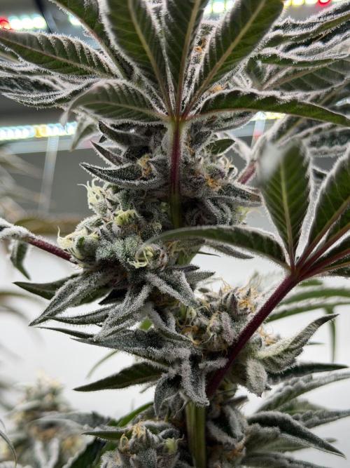 New Money Compound Genetics Flo/IWH. Week 16