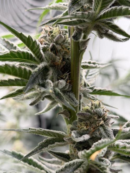 New Money Compound Genetics Flo/IWH. Week 16