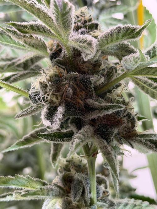 New Money Compound Genetics Flo/IWH. Week 16