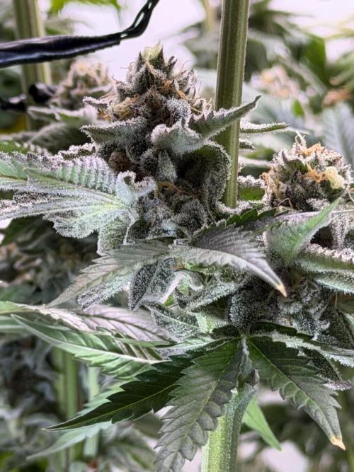 New Money Compound Genetics Flo/IWH. Week 16