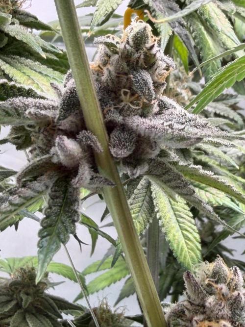New Money Compound Genetics Flo/IWH. Week 16