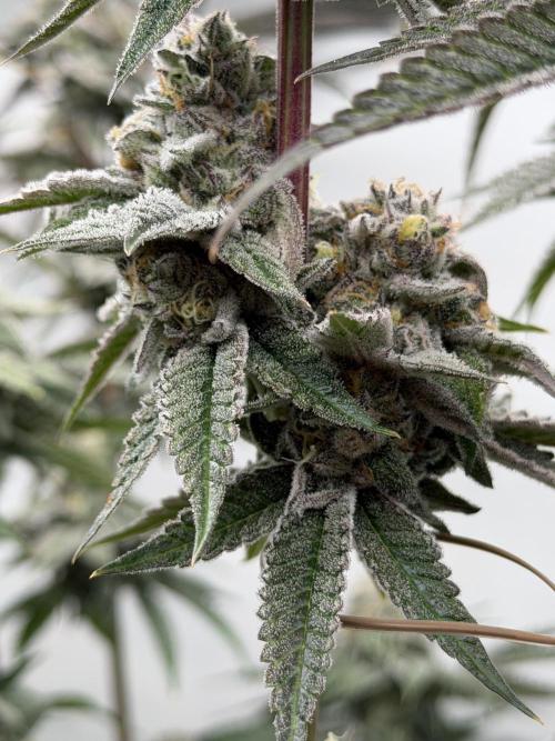 New Money Compound Genetics Flo/IWH. Week 16