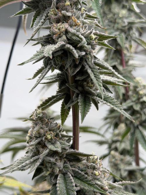 New Money Compound Genetics Flo/IWH. Week 16