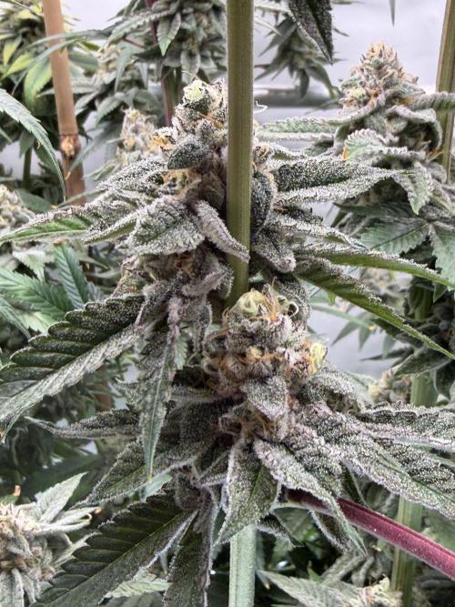 New Money Compound Genetics Flo/IWH. Week 16