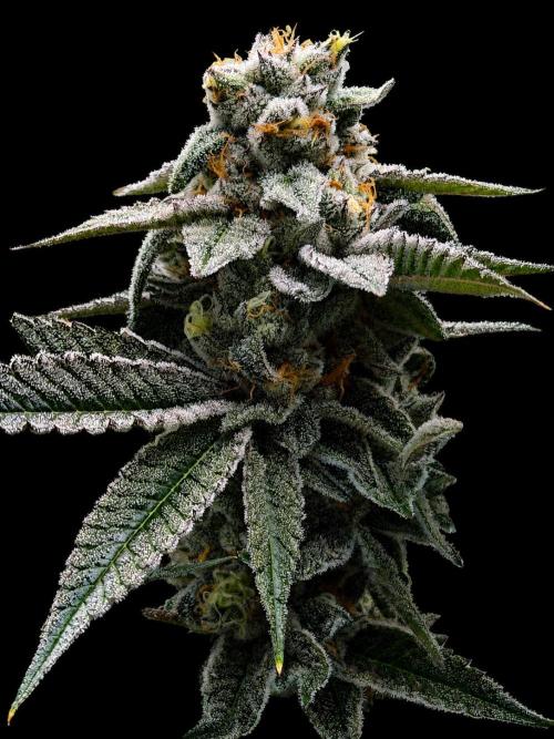 New Money Compound Genetics Flo/IWH. Week 16