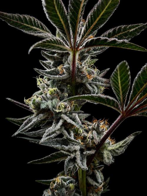 New Money Compound Genetics Flo/IWH. Week 16
