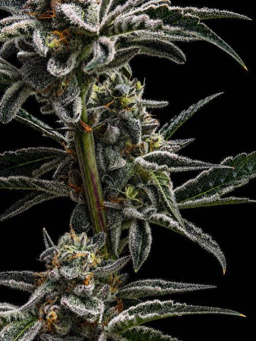 New Money Compound Genetics Flo/IWH. Week 16