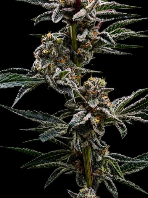 New Money Compound Genetics Flo/IWH. Week 16