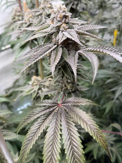 New Money Compound Genetics Flo/IWH. Week 16