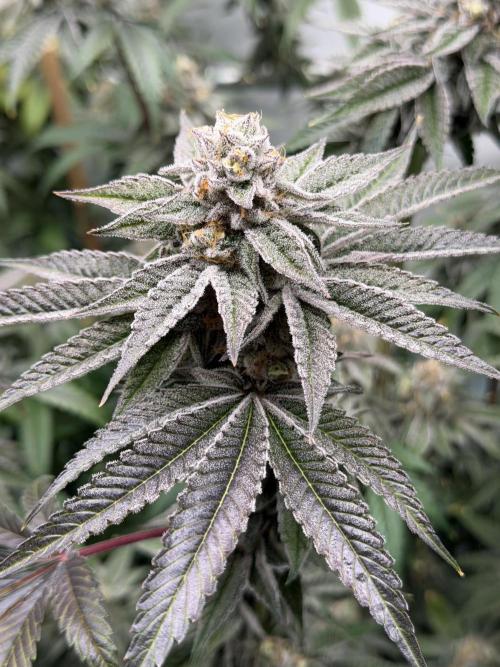 New Money Compound Genetics Flo/IWH. Week 16