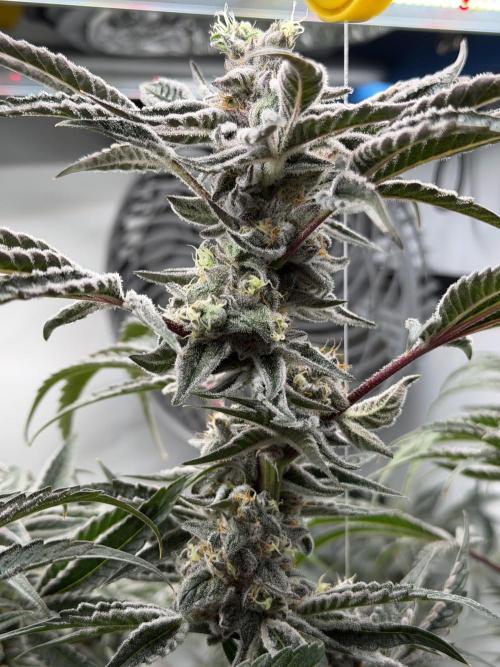 New Money Compound Genetics Flo/IWH. Week 16