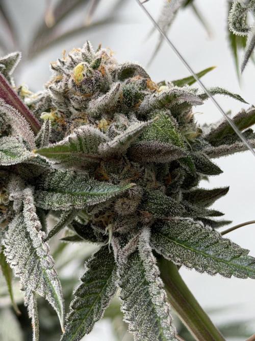 New Money Compound Genetics Flo/IWH. Week 16