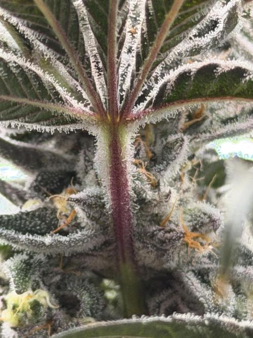 New Money Compound Genetics Flo/IWH. Week 16
