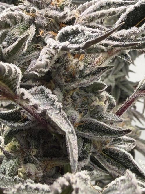 New Money Compound Genetics Flo/IWH. Week 16