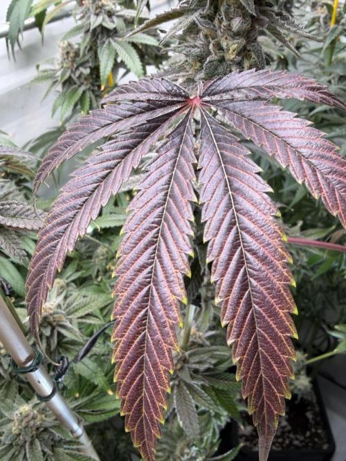 New Money Compound Genetics Flo/IWH. Week 17