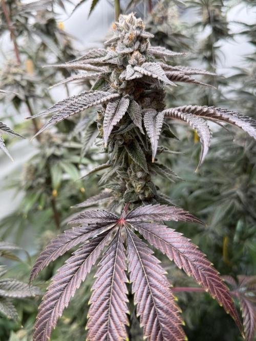 New Money Compound Genetics Flo/IWH. Week 17