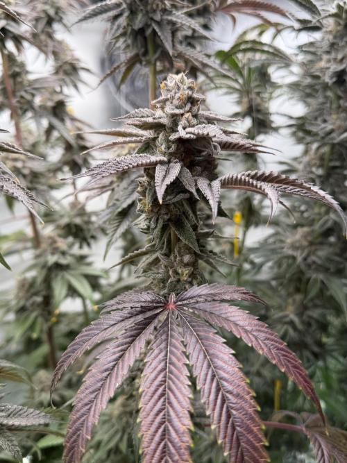 New Money Compound Genetics Flo/IWH. Week 17