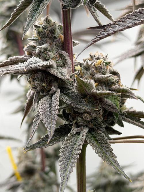 New Money Compound Genetics Flo/IWH. Week 17