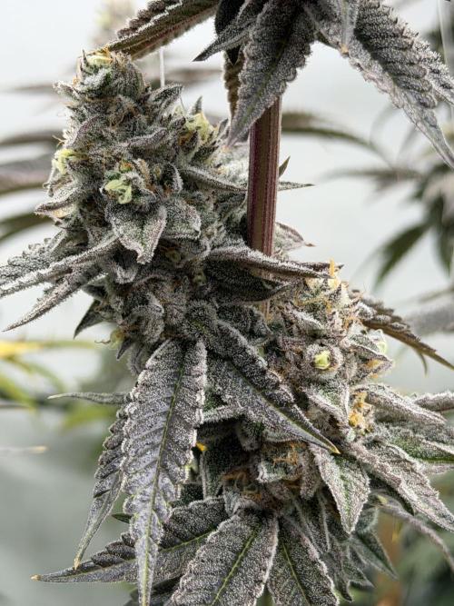 New Money Compound Genetics Flo/IWH. Week 17