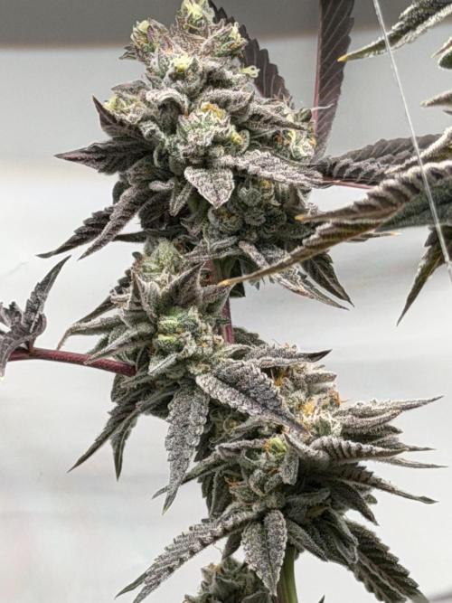 New Money Compound Genetics Flo/IWH. Week 17